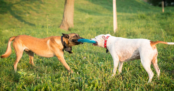 Does Your Dog Get Aggressive with Other Dogs?