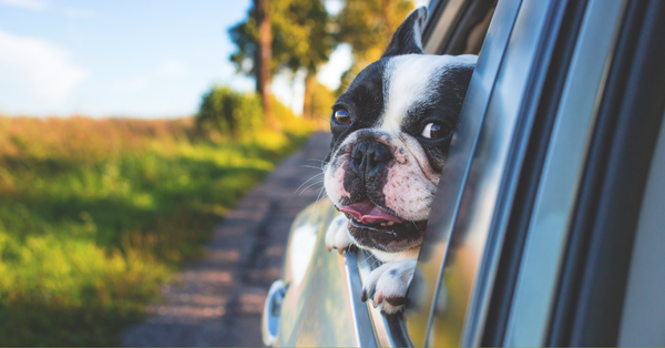 Pet Travel: The Ultimate Guide for Pet Parents