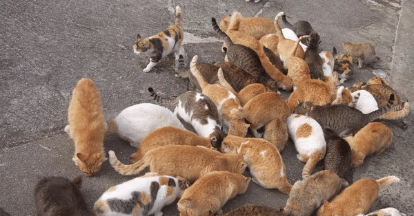 The Cat Islands image