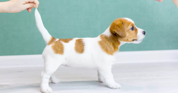 Is It Possible to Straighten Your Dog’s Tail Naturally