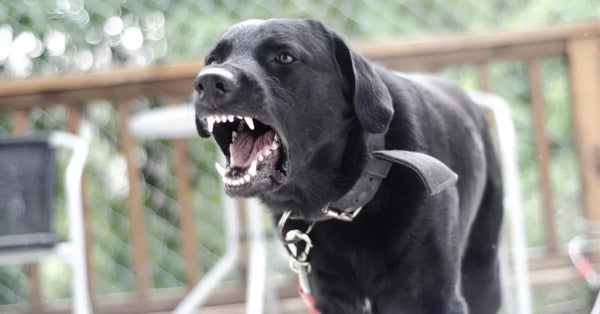 Is Your Dog Barking Too Much