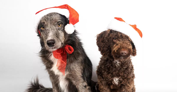 Dogs in the holiday celebration