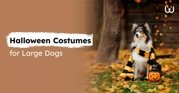 Halloween Costumes for Large Dogs