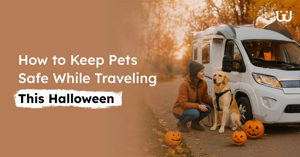 How to Keep Pets Safe While Traveling This Halloween